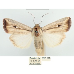 /filer/webapps/moths/media/images/A/atrinota_Leucania_AM_BMNH_02.jpg