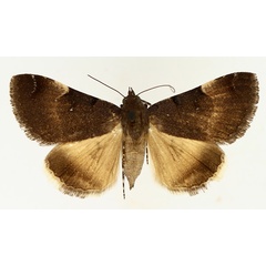 /filer/webapps/moths/media/images/M/molybdopasta_Plecopterodes_AF_TMSA_02.jpg