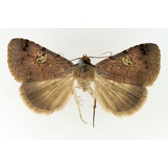 /filer/webapps/moths/media/images/P/punctilineata_Plecoptera_A_TMSA_01.jpg