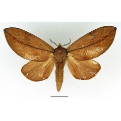 /filer/webapps/moths/media/images/E/exusta_Brachychira_AF_Basquin.jpg