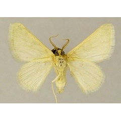 /filer/webapps/moths/media/images/H/halimaria_Eucrostes_LTM_MNHNb.jpg