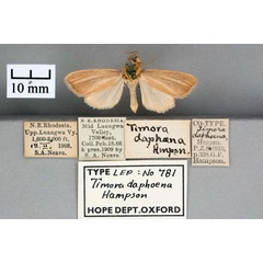 /filer/webapps/moths/media/images/D/daphoena_Timora_ST_OUMNH_01.jpg