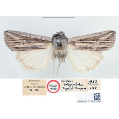 /filer/webapps/moths/media/images/P/polyrabda_Cirphis_HT_BMNH.jpg
