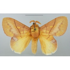 /filer/webapps/moths/media/images/I/igneotincta_Trichopisthia_AM_TMSA_01.jpg