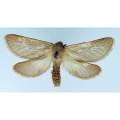 /filer/webapps/moths/media/images/L/leucocyma_Eudalaca_AF_TMSA.jpg