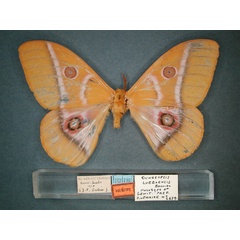 /filer/webapps/moths/media/images/L/lueboensis_Bunaeopsis_HT_RMCA_01.jpg