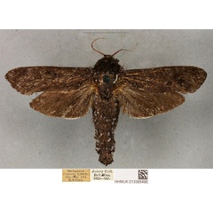 /filer/webapps/moths/media/images/U/uliginosus_Pseudocossus_PLT_BMNH_03.jpg