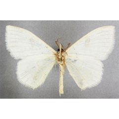 /filer/webapps/moths/media/images/N/neumanni_Problepsis_HT_BMNHb.jpg
