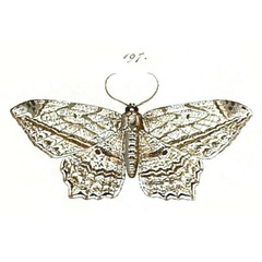 /filer/webapps/moths/media/images/R/rectistriaria_Acadra_HT_HS-197.jpg