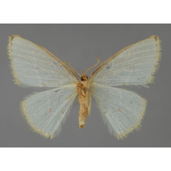 /filer/webapps/moths/media/images/R/rubristicta_Comostolopsis_A_ZSM_02.jpg