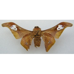 /filer/webapps/moths/media/images/N/nilotica_Holocera_HT_NHMUKb.jpg