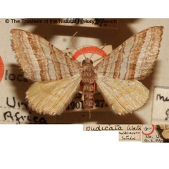 /filer/webapps/moths/media/images/M/multilinearia_Plerocymia_STM_BMNH.jpg