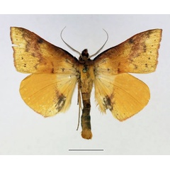 /filer/webapps/moths/media/images/F/fulminans_Lophiophora_AM_Basquin.jpg