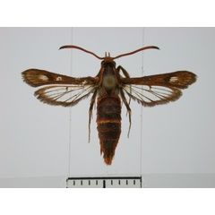 /filer/webapps/moths/media/images/P/platyuriformis_Synanthedon_AF_BMNH.jpg