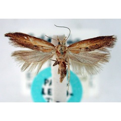 /filer/webapps/moths/media/images/F/ferax_Gelechia_PLT_BMNH.jpg