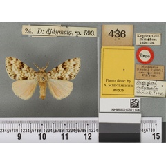 /filer/webapps/moths/media/images/D/didymata_Dasychira_LT_BMNHa.jpg
