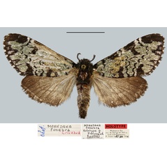 /filer/webapps/moths/media/images/F/funebra_Mpanjaka_HT_MNHN.jpg
