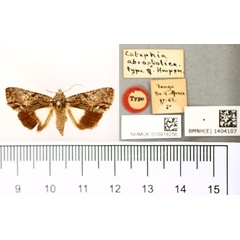 /filer/webapps/moths/media/images/A/abrostolica_Catephia_HT_BMNH.jpg
