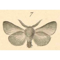 /filer/webapps/moths/media/images/M/murina_Amicta_HT_Klug_20-7.jpg