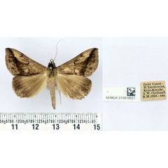 /filer/webapps/moths/media/images/I/inornata_Parachalciope_AM_BMNH.jpg