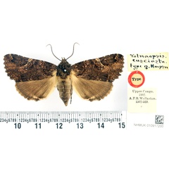 /filer/webapps/moths/media/images/E/eusciasta_Tolnaopsis_HT_BMNH.jpg