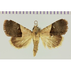 /filer/webapps/moths/media/images/M/miary_Ozarba_AM_MNHN.jpg