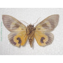 /filer/webapps/moths/media/images/F/fullonia_Eudocima_AM_Bippus_02.jpg