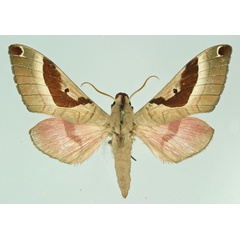 /filer/webapps/moths/media/images/A/agilei_Ceridia_AM_Basquin.jpg