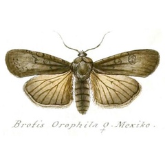 /filer/webapps/moths/media/images/O/orophila_Brotis_HT_Geyer_139-809.jpg