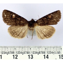 /filer/webapps/moths/media/images/A/africana_Heliophobus_AM_BMNH_01.jpg