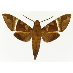 /filer/webapps/moths/media/images/I/illustris_Nephele_AM_Basquin.jpg