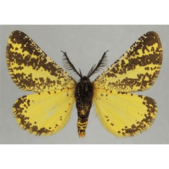 /filer/webapps/moths/media/images/B/bicolor_Nothofidonia_AM_ZSMb.jpg