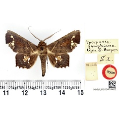 /filer/webapps/moths/media/images/G/gomphiona_Episparis_HT_BMNH.jpg
