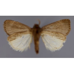 /filer/webapps/moths/media/images/N/nigrilla_Athetis_HT_RMCA_02.jpg