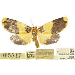 /filer/webapps/moths/media/images/A/admiranda_Tumicla_PTF_BMNH.jpg