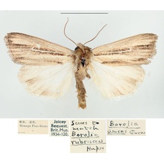/filer/webapps/moths/media/images/S/sarca_Mythimna_AM_BMNH.jpg
