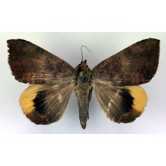 /filer/webapps/moths/media/images/D/dejeanii_Achaea_A_RMCA.jpg