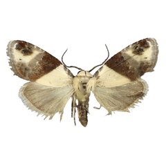 /filer/webapps/moths/media/images/M/malagassa_Leucobaeta_HT_ZSM.jpg