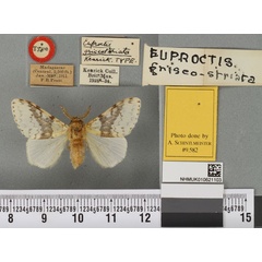 /filer/webapps/moths/media/images/G/griseostriata_Euproctis_HT_BMNHa.jpg