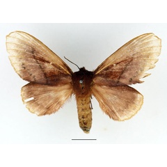 /filer/webapps/moths/media/images/T/toulgoeti_Phoenicladocera_AF_Basquin.jpg