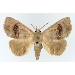 /filer/webapps/moths/media/images/C/cyanescens_Saroba_AM_TMSA_02.jpg