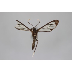 /filer/webapps/moths/media/images/C/cytogaster_Myopsyche_A_BMNH.jpg