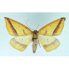 /filer/webapps/moths/media/images/M/maeviaria_Epigynopteryx_AF_TMSA_01.jpg