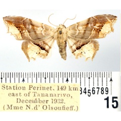 /filer/webapps/moths/media/images/S/subindicata_Acremma_AF_BMNH.jpg