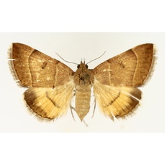 /filer/webapps/moths/media/images/L/lutosa_Plecopterodes_AF_TMSA_02.jpg