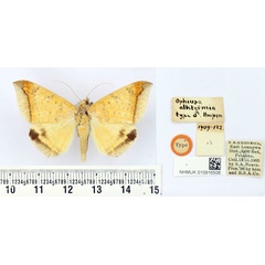 /filer/webapps/moths/media/images/A/albitermia_Ophiusa_HT_BMNH.jpg