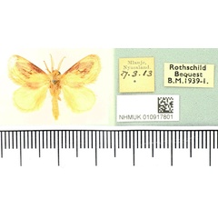 /filer/webapps/moths/media/images/R/rotundata_Semibirthama_AM_BMNH.jpg