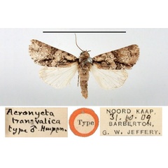 /filer/webapps/moths/media/images/T/transvalica_Acronicta_HT_BMNH.jpg