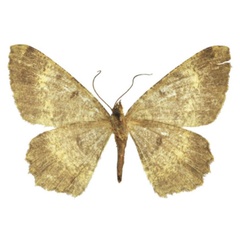 /filer/webapps/moths/media/images/I/incompletaria_Afroracotis_AF_ZSM.jpg
