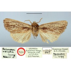 /filer/webapps/moths/media/images/V/venata_Sciomesa_HT_BMNH.jpg